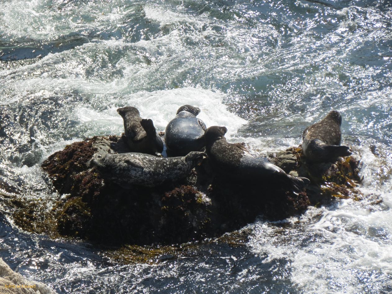 M 03 Point Lobos
