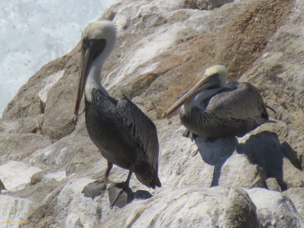 M 06 Point Lobos