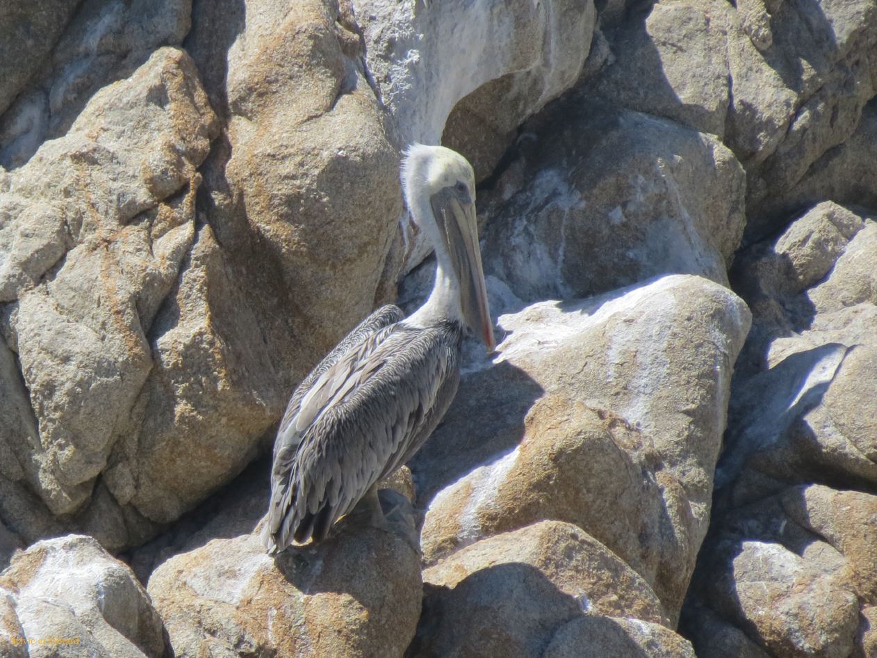 M 07 Point Lobos 