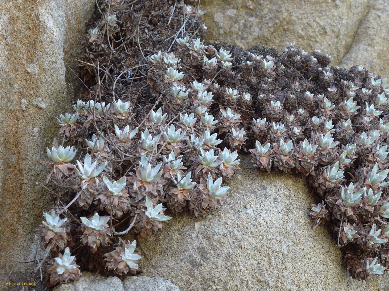 M 09 Point Lobos 