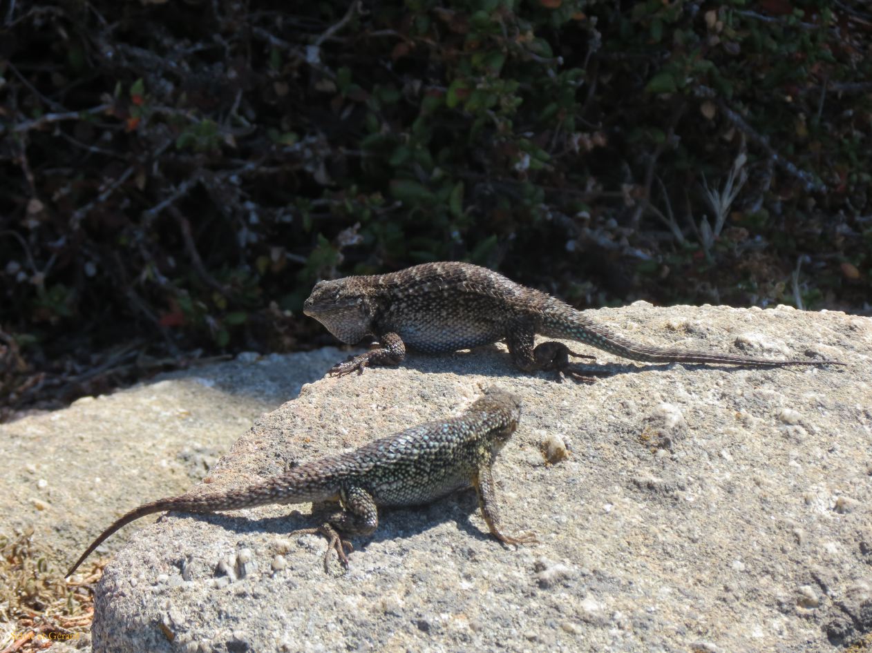 M 10 Point Lobos 