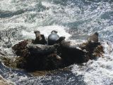 M 03 Point Lobos