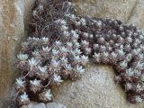 M 09 Point Lobos 