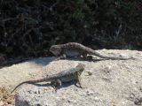 M 10 Point Lobos 
