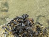B 04 Lac Mono ses mouches et leurs larves