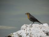 B 06 Lac Mono les oiseaux se nourrissent des larves