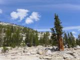 C 09 Yosemite sequoia le long de la Tioga road
