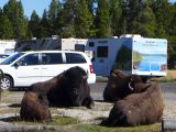 WYOMING A YELLOWSTONE 17 gardiens de camping cars