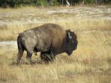  WYOMING A YELLOWSTONE 32 