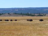  WYOMING A YELLOWSTONE 33 