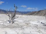  WYOMING A YELLOWSTONE 54 Mammoth Hot Springs 