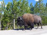  WYOMING A YELLOWSTONE 60 