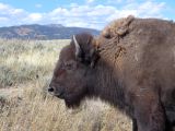  WYOMING A YELLOWSTONE 62 