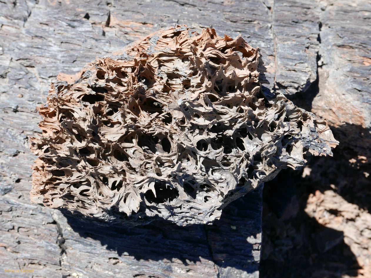 IDAHO Craters of the Moon 18