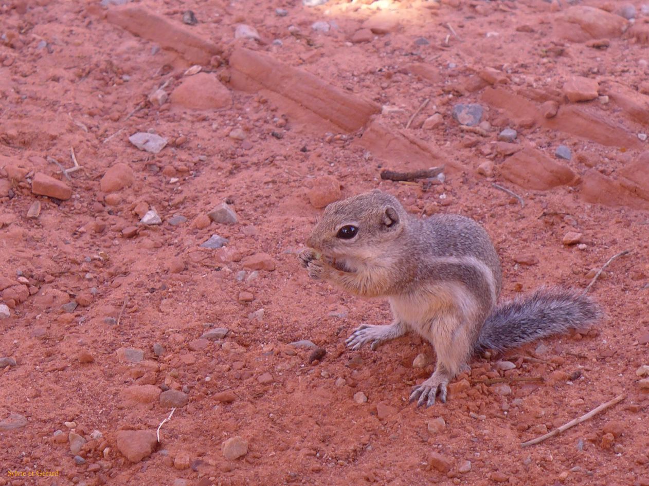 NEVADA Valley of Fire 13
