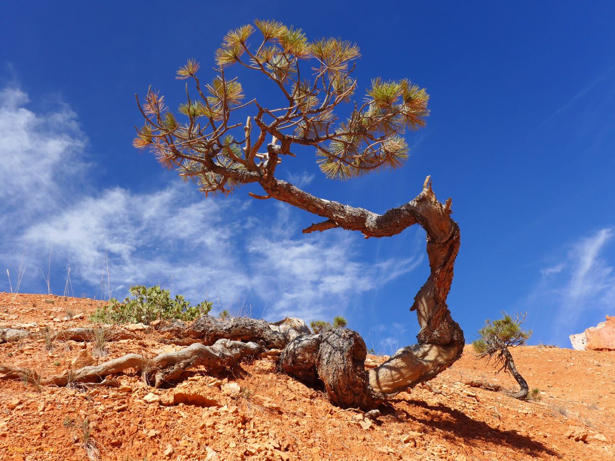 UTAH Bryce Canyon 11