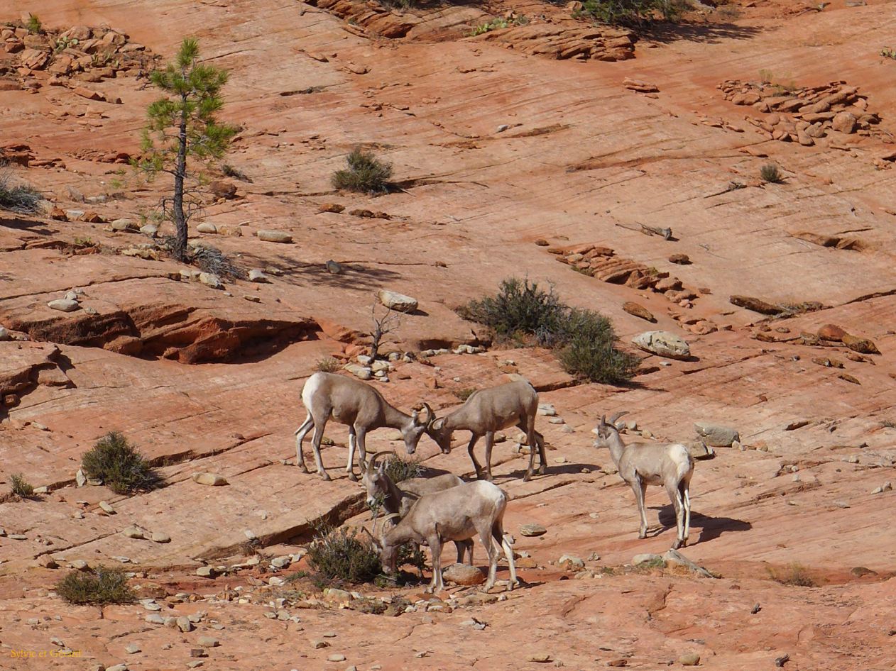 UTAH Zion 05