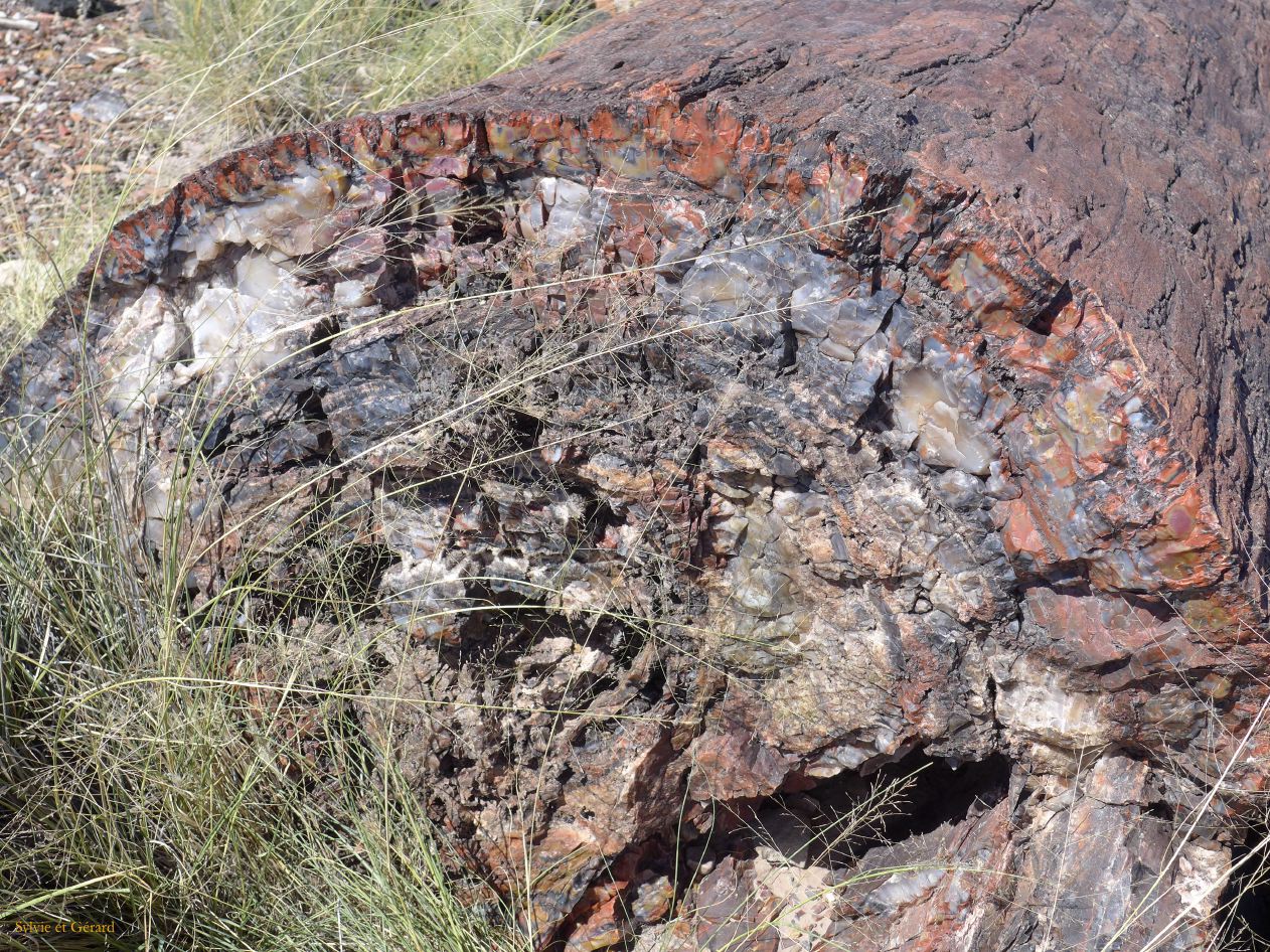 ARIZONA Petrified Forest 21