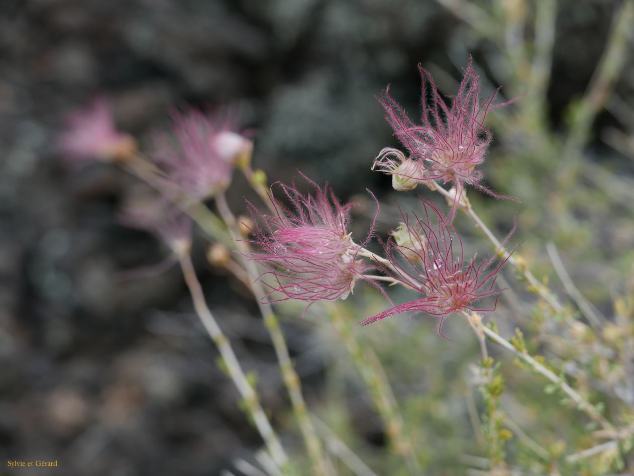 ARIZONA Sunset Crater 09