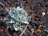 ARIZONA Sunset Crater 13