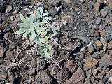 IDAHO Craters of the Moon 14