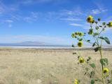 NEVADA Antelope Island Salt Lake City 04