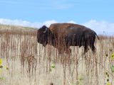 NEVADA Antelope Island Salt Lake City 10
