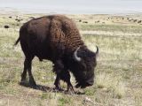 NEVADA Antelope Island Salt Lake City 17