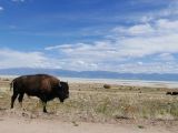 NEVADA Antelope Island Salt Lake City 20