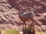NEVADA Valley of Fire 08