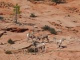 UTAH Zion 05