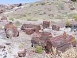 ARIZONA Petrified Forest 15