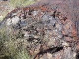 ARIZONA Petrified Forest 21