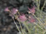 ARIZONA Sunset Crater 09