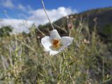 ARIZONA Sunset Crater 10