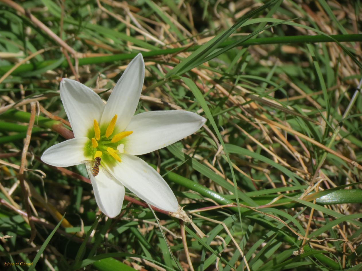 fleur blanche au bord du Rio