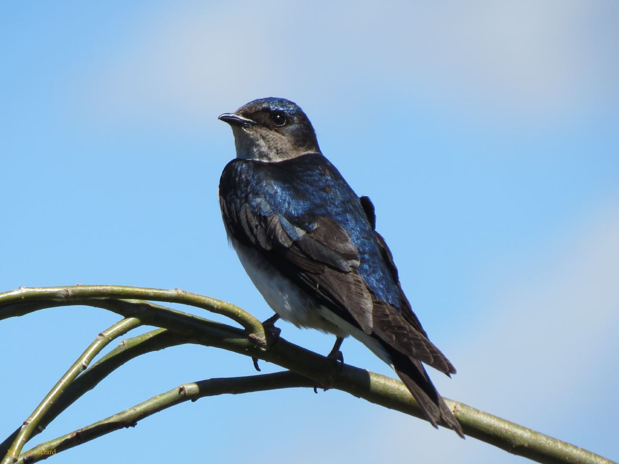 perché sur mon arbre rien ne m'échappe vacher luisant