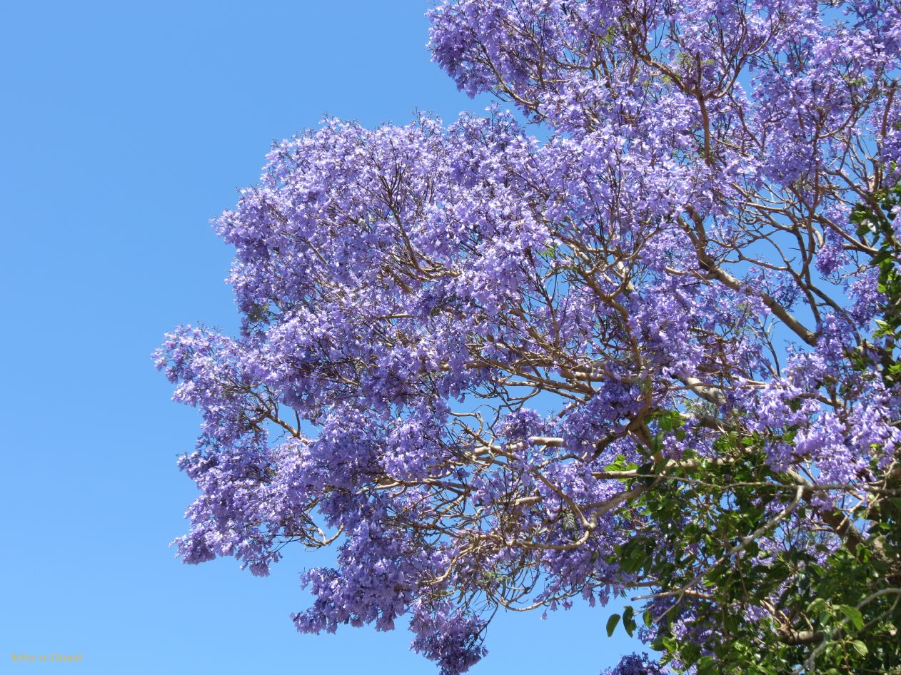 allée pavée et jacarandas