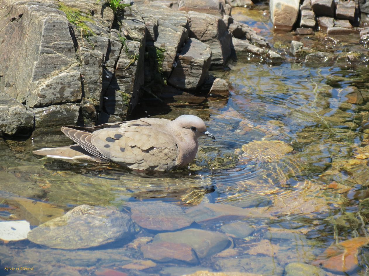 sur la côte bain de la colombe