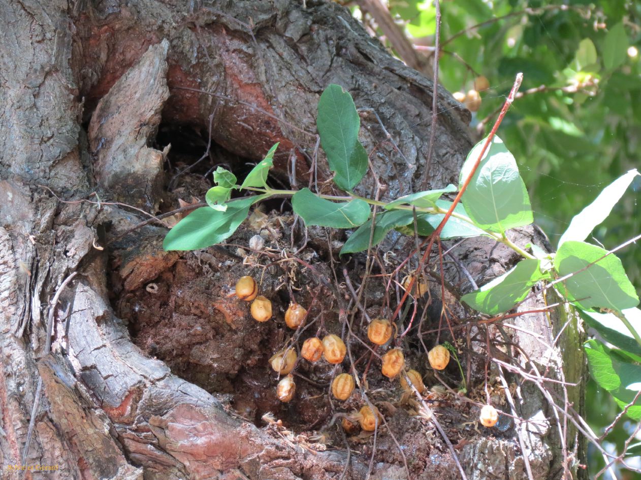 tronc d'arbre