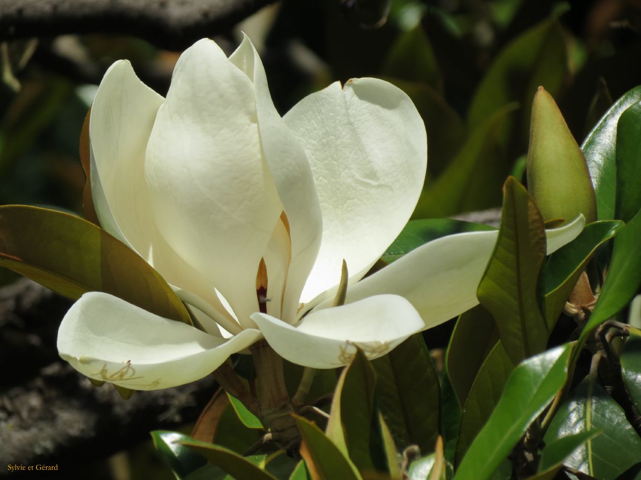 Basilica entourée de magnolias
