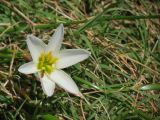 fleur blanche au bord du Rio