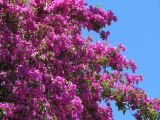 ruelle pavée et ses fleurs de bougainvilliés