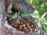 tronc d'arbre
