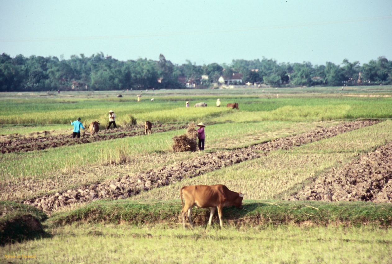 Vietnam 1994-077