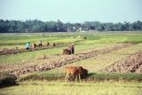 Vietnam 1994-077